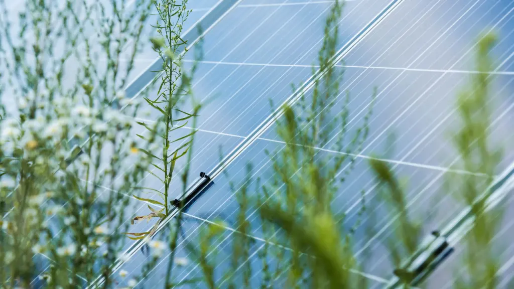 solar panel array with surrounding vegetation 2026 03 13 00 50 02 utc -